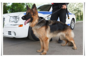 警察犬画像